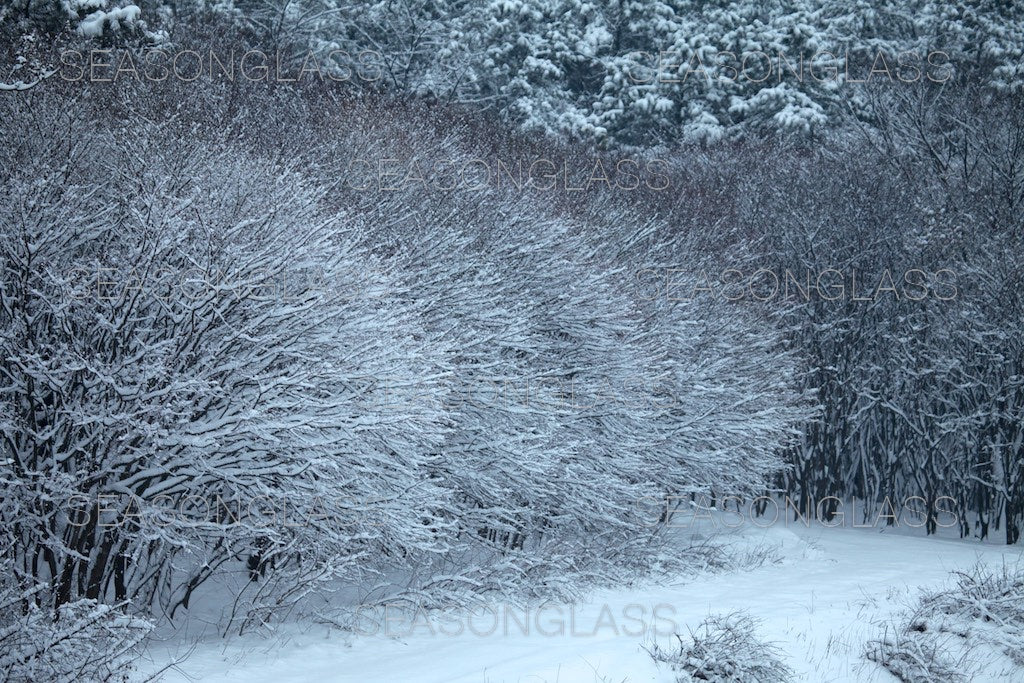 Maple Trees in Winter