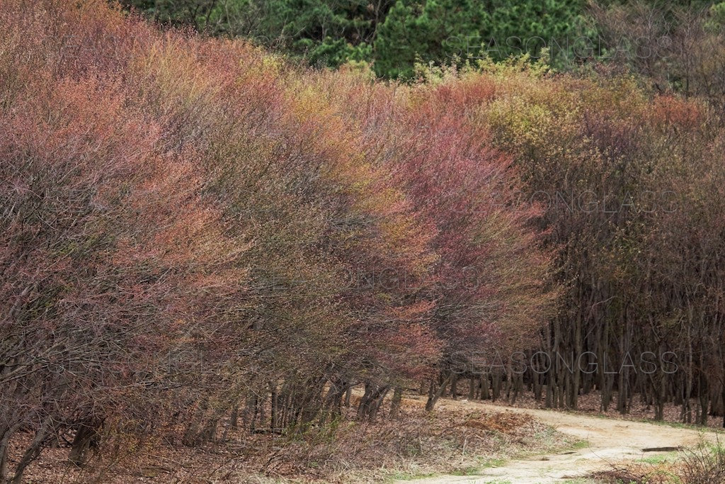 Maple Trees in Spring