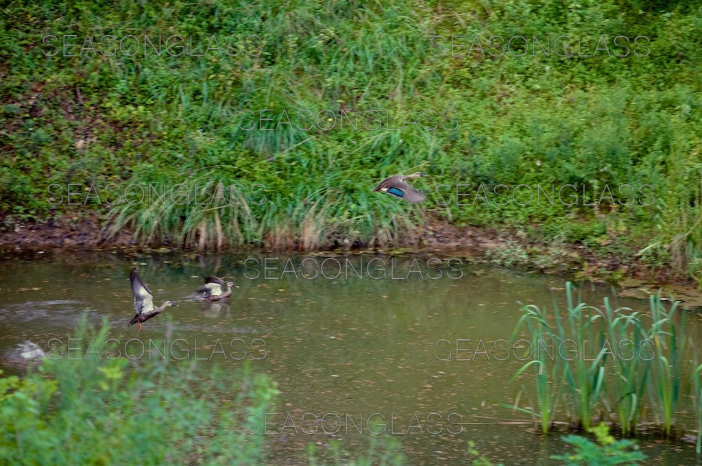 Spot-billed Ducks