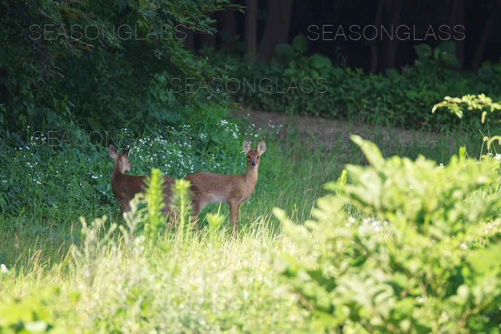 Water Deer