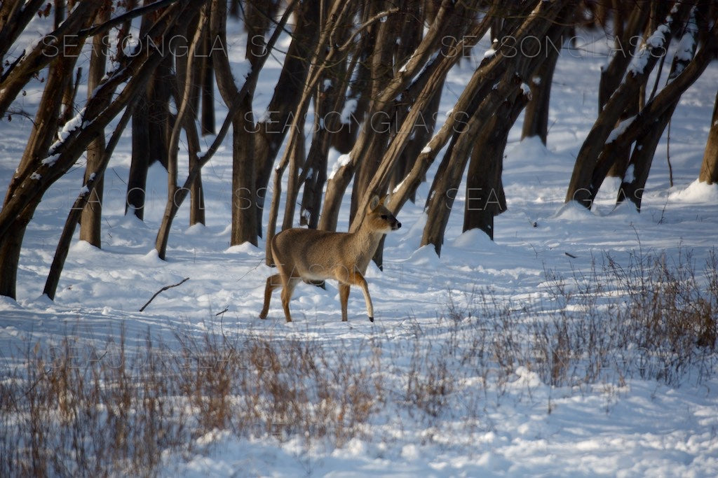 Water Deer