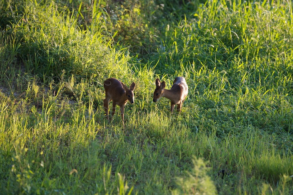 Water Deer