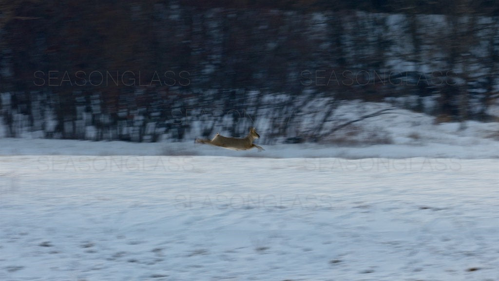 Water Deer