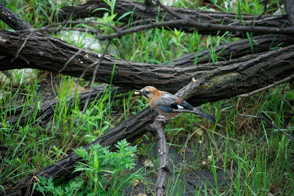 Eurasian Jay with Peanut