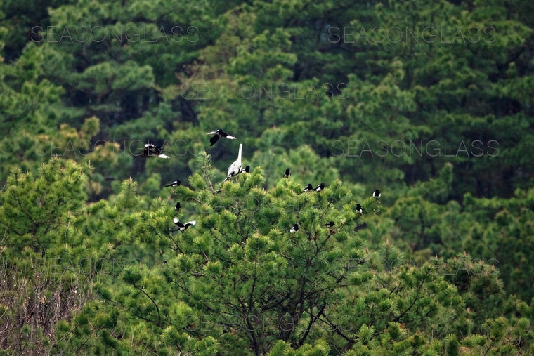 Magpies Harassing Grey Heron