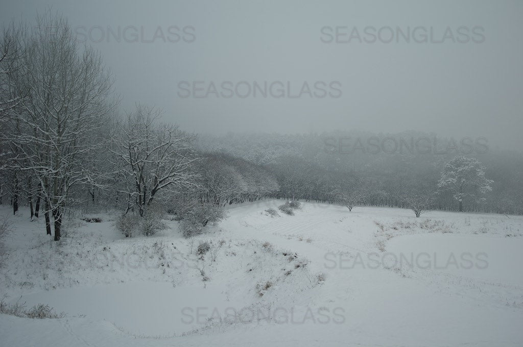 Woods in Winter