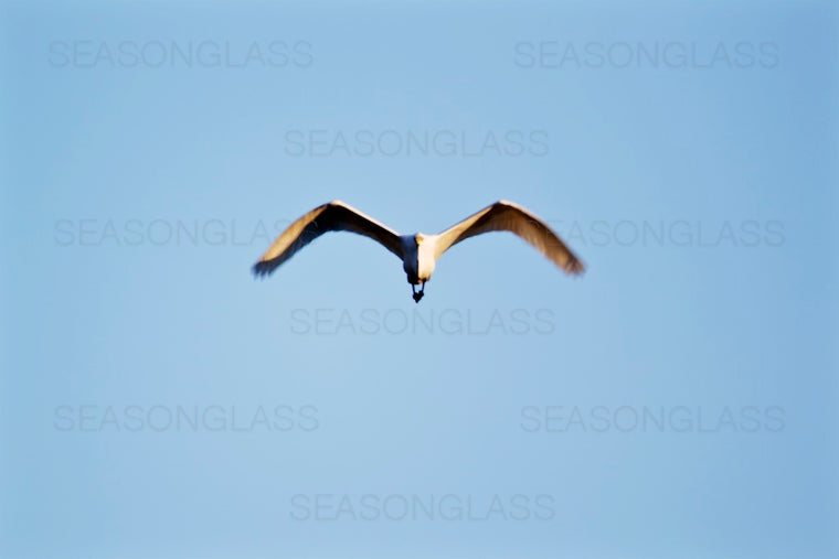 Egret