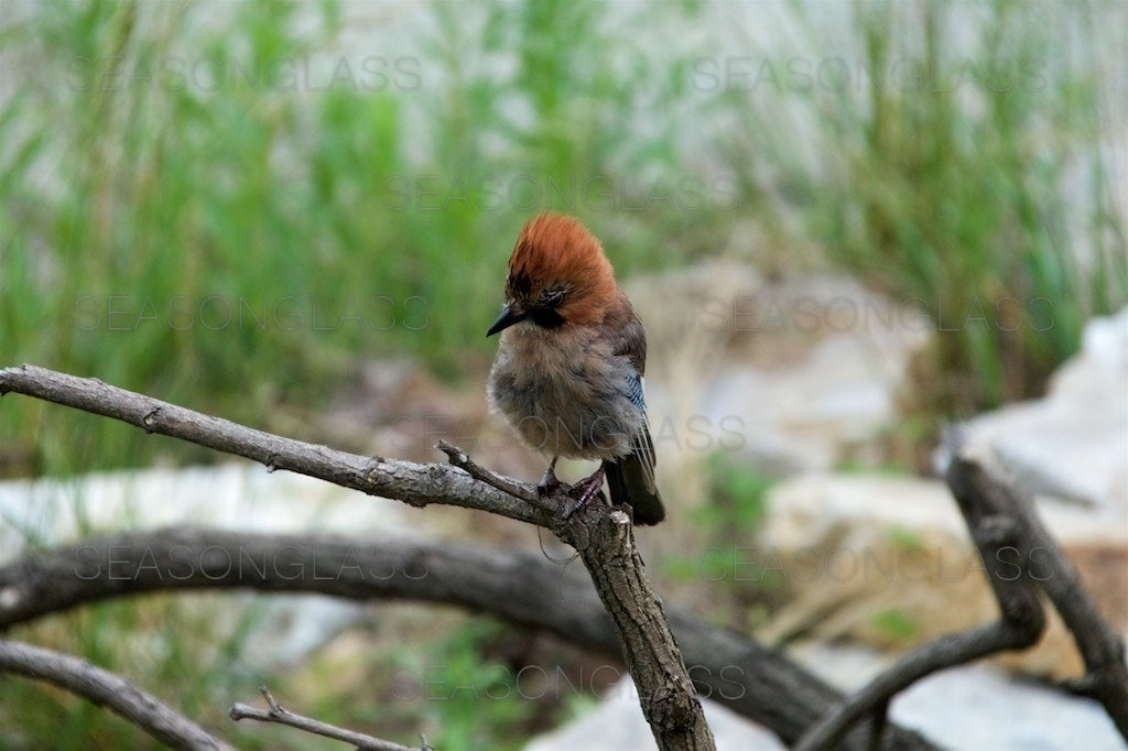 Eurasian Jay