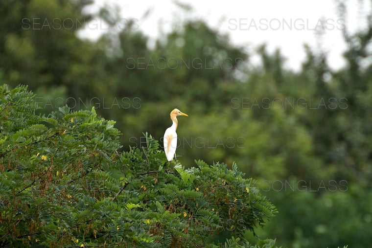 Egret