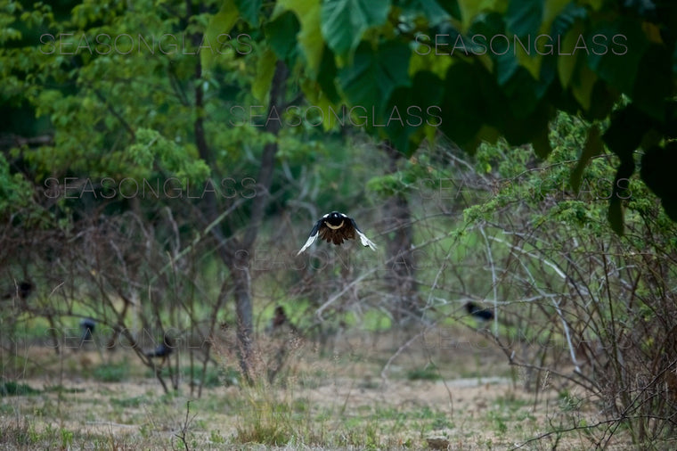 Magpie