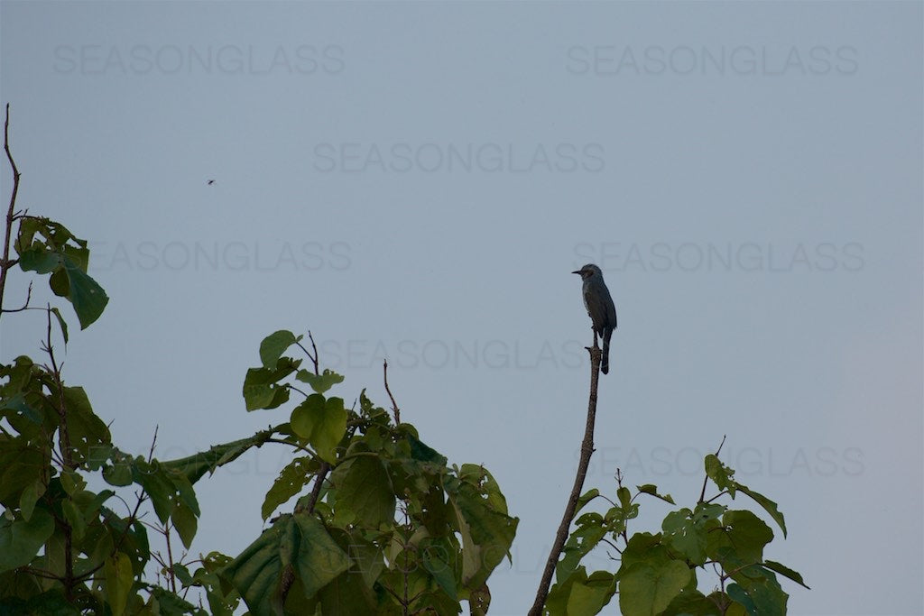 Brown-eared Bulbul with Insect