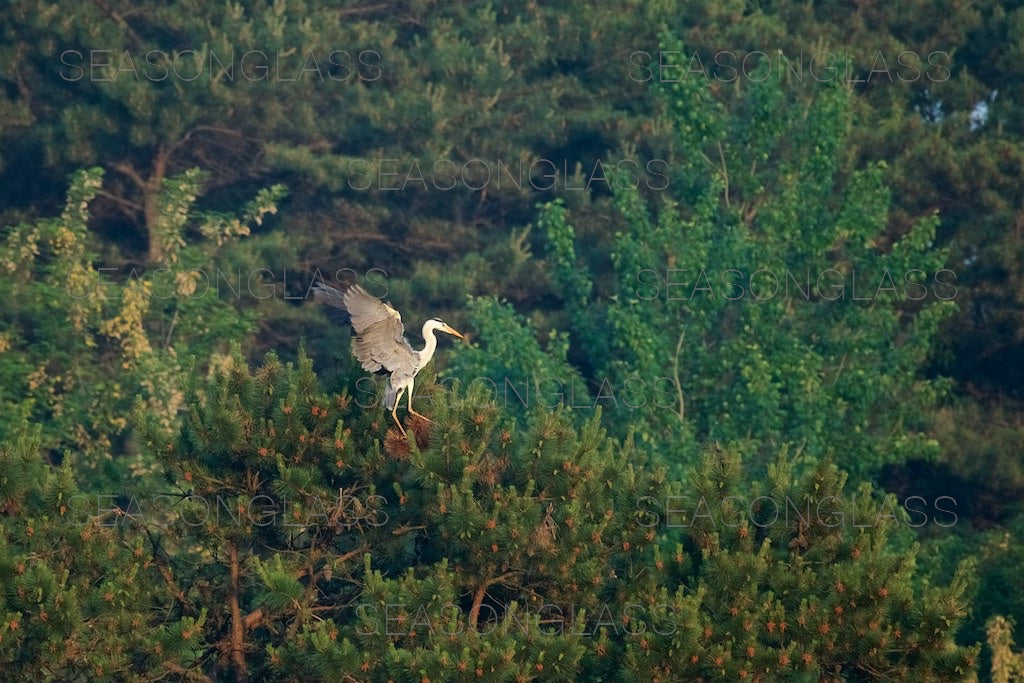 Grey Heron