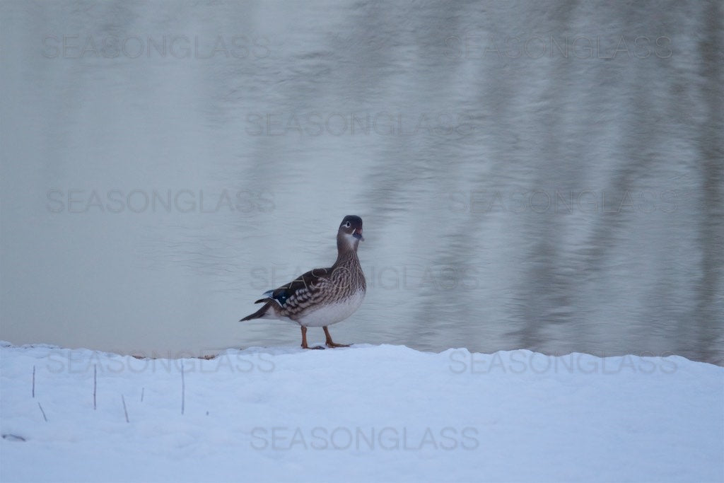 Mandarin Duck