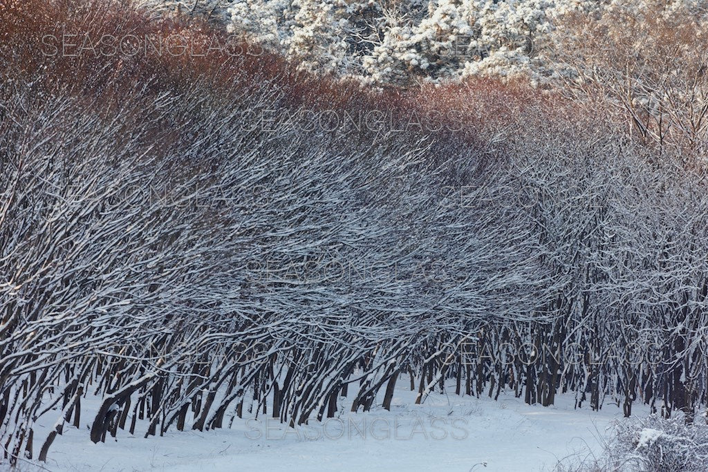 Maple Trees in Winter