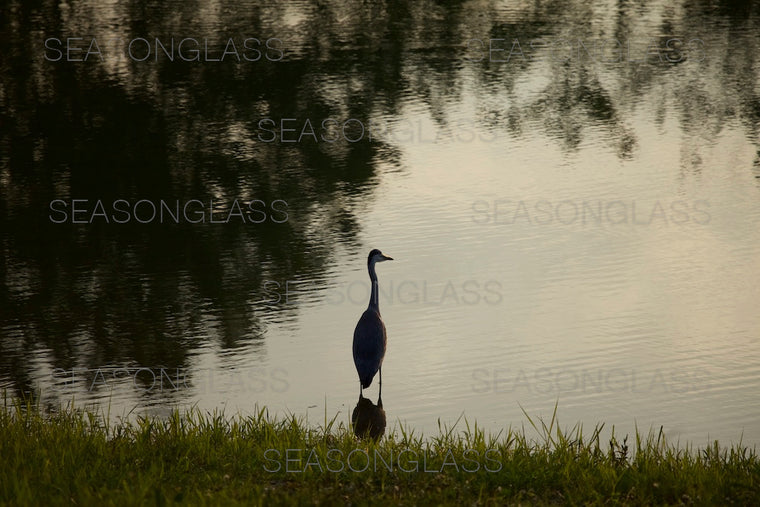 Egret