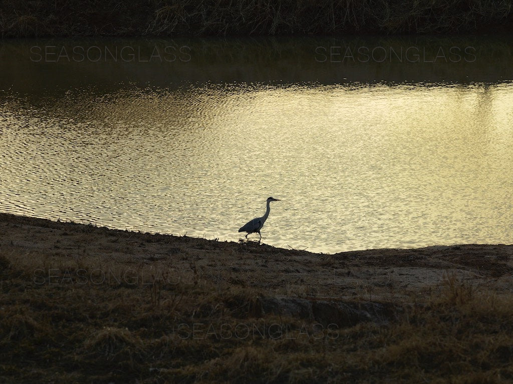 Grey Heron